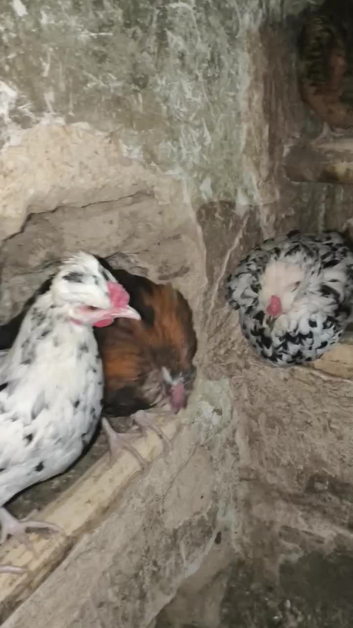 مرغ و خروس گلین و لری|حیوانات مزرعه|جونقان, |دیوار