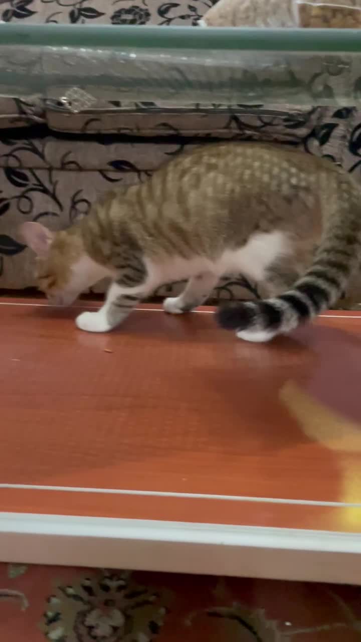 واگذاری رایگان گربه D sh|گربه|رشت, گلسار|دیوار