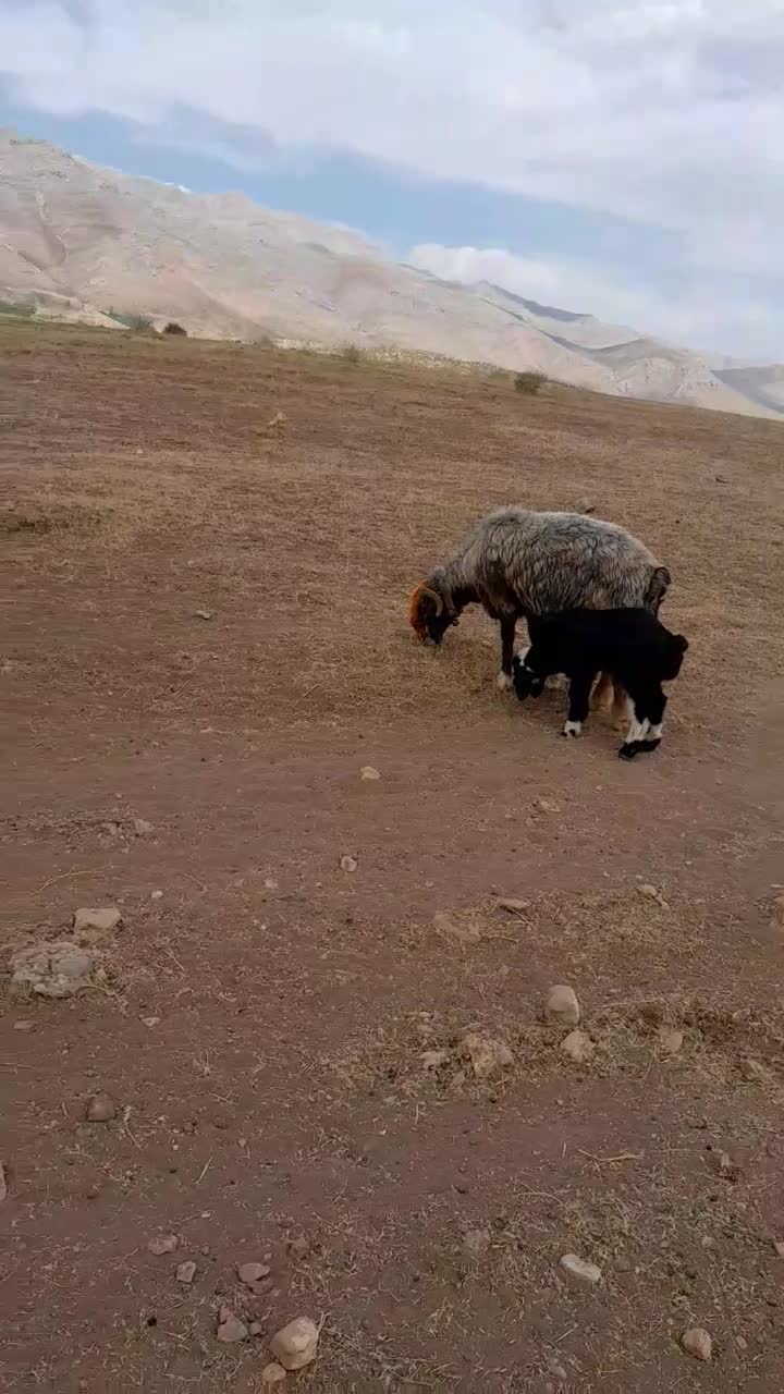 میش|حیوانات مزرعه|صمصامی, |دیوار