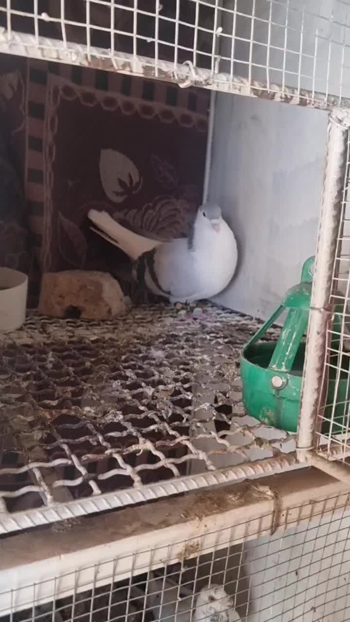 ساده سبز مگسی|پرنده|تربت‌حیدریه, نواب صفوی|دیوار