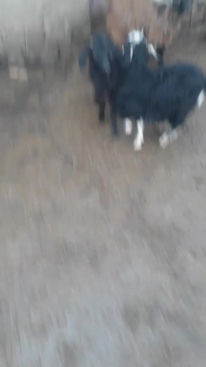 بز چپیش|حیوانات مزرعه|اردبیل, |دیوار