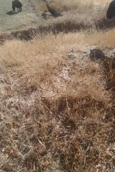 گوسفنده بره دار|حیوانات مزرعه|باغ حلی, |دیوار