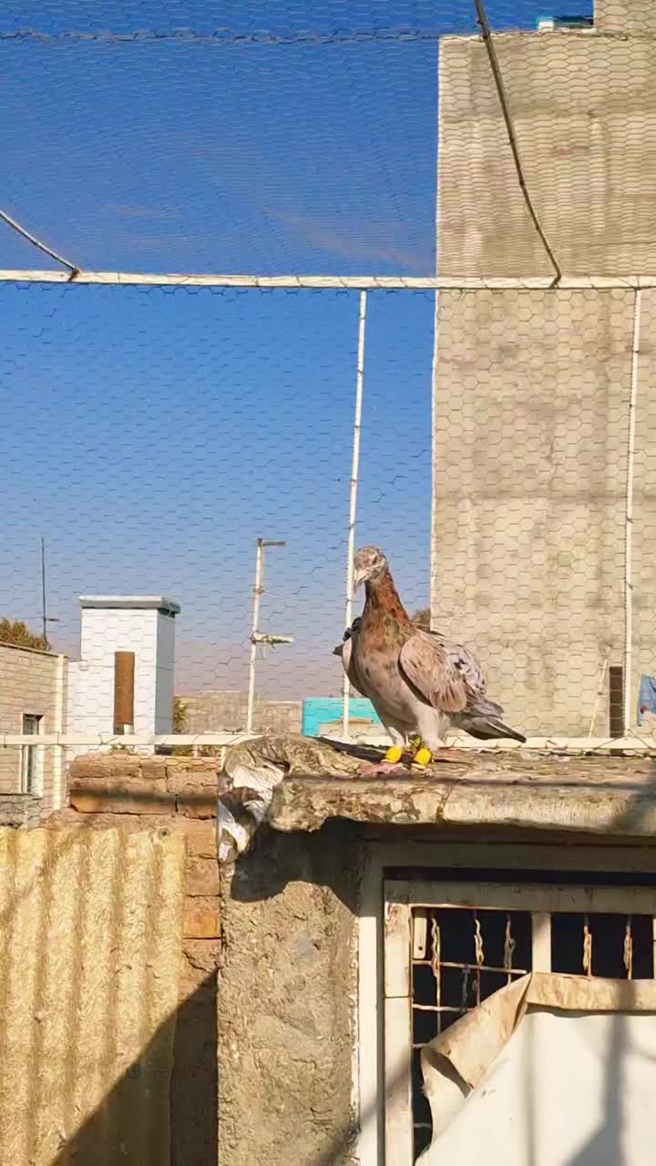 کبوتر هفرنگ|پرنده|قزوین, |دیوار