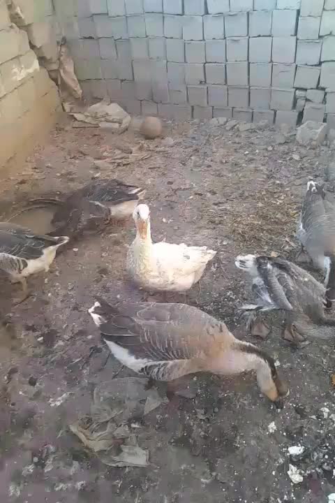 به علت نبود جا|حیوانات مزرعه|اردبیل, |دیوار
