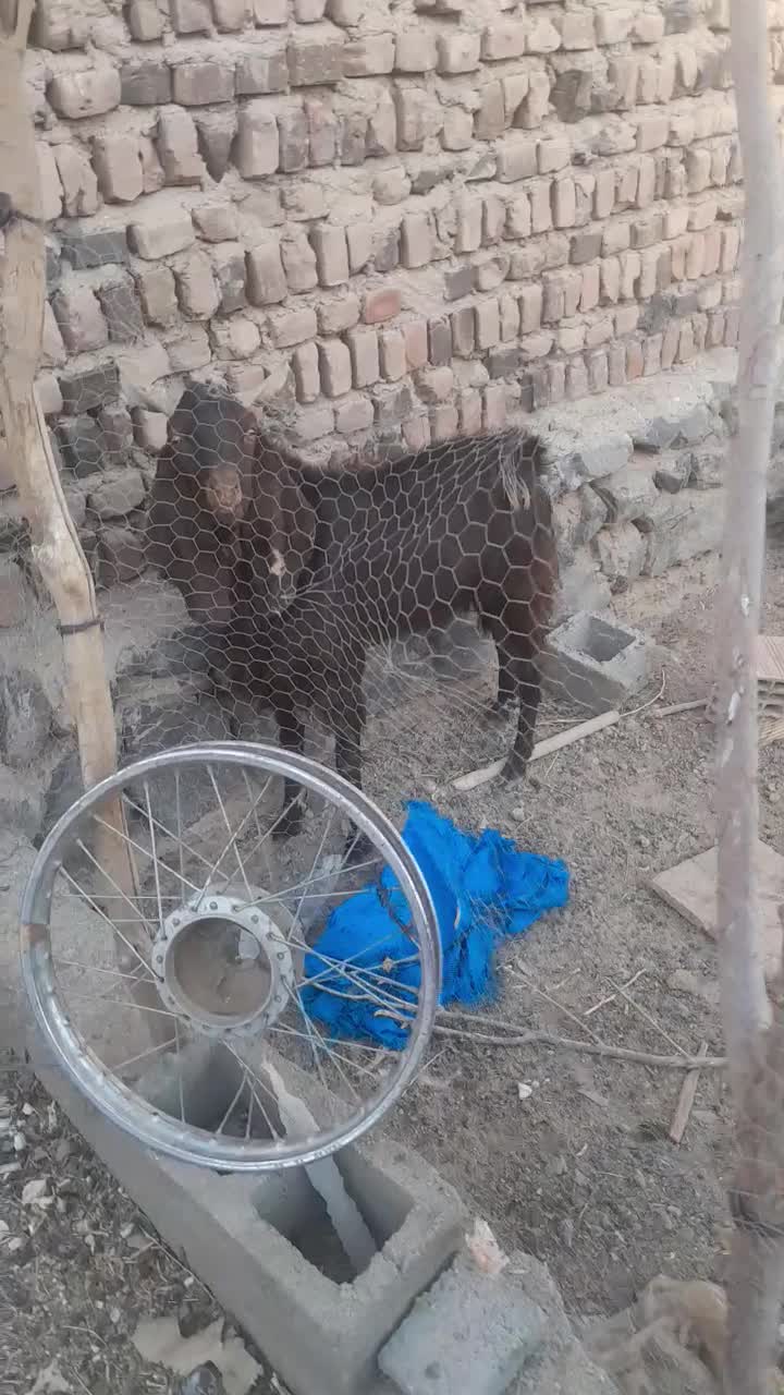 چبش پاکستانی|حیوانات مزرعه|نهبندان, |دیوار