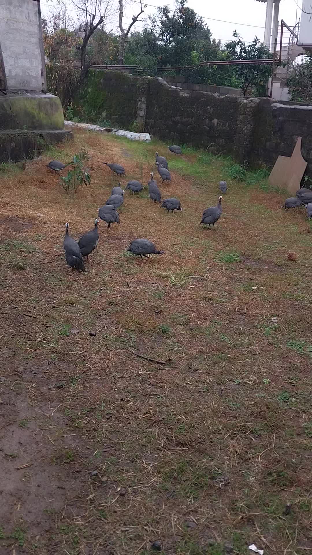 مرغ شاخدار|حیوانات مزرعه|کلاچای, |دیوار