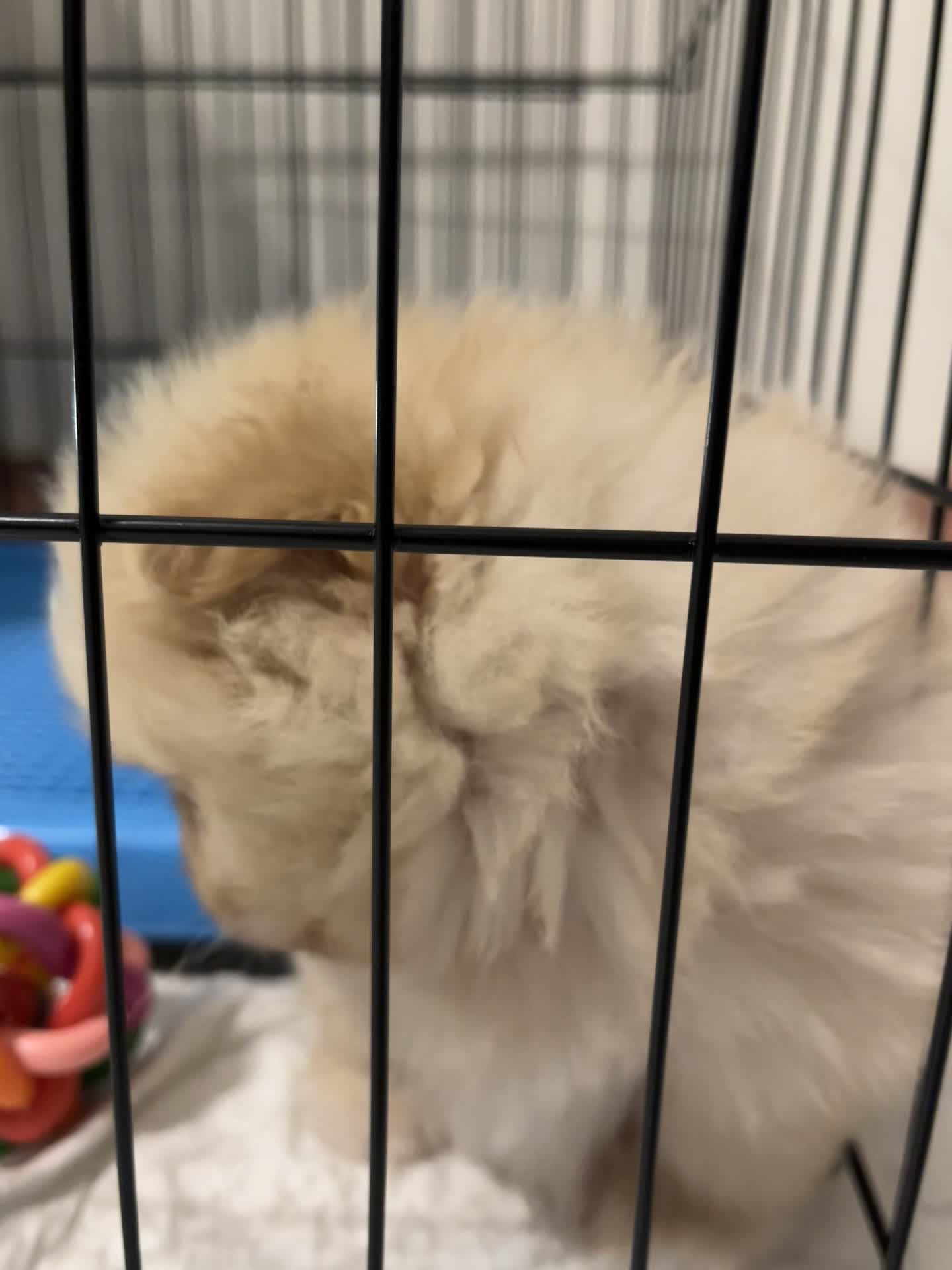 سگ پامر خرسی|سگ|کرج, مصباح|دیوار