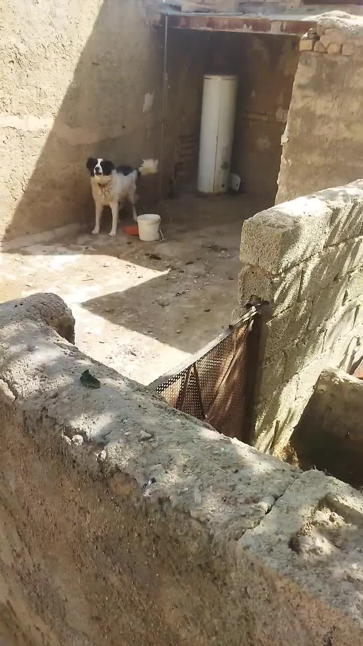 سگ قدرجونی|سگ|زرقان, |دیوار