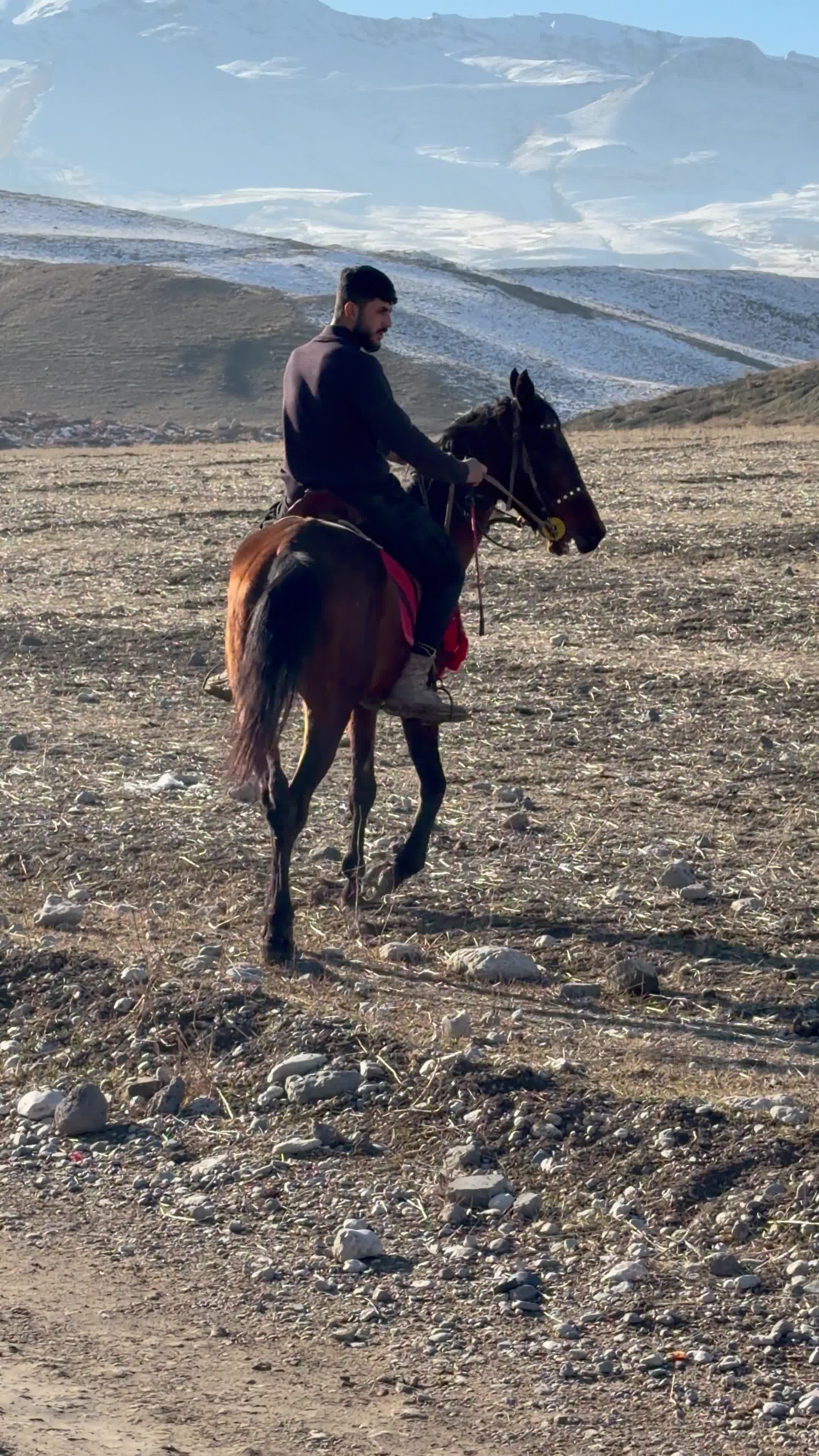 اسب|اسب و تجهیزات اسب‌سواری|ماکو, |دیوار