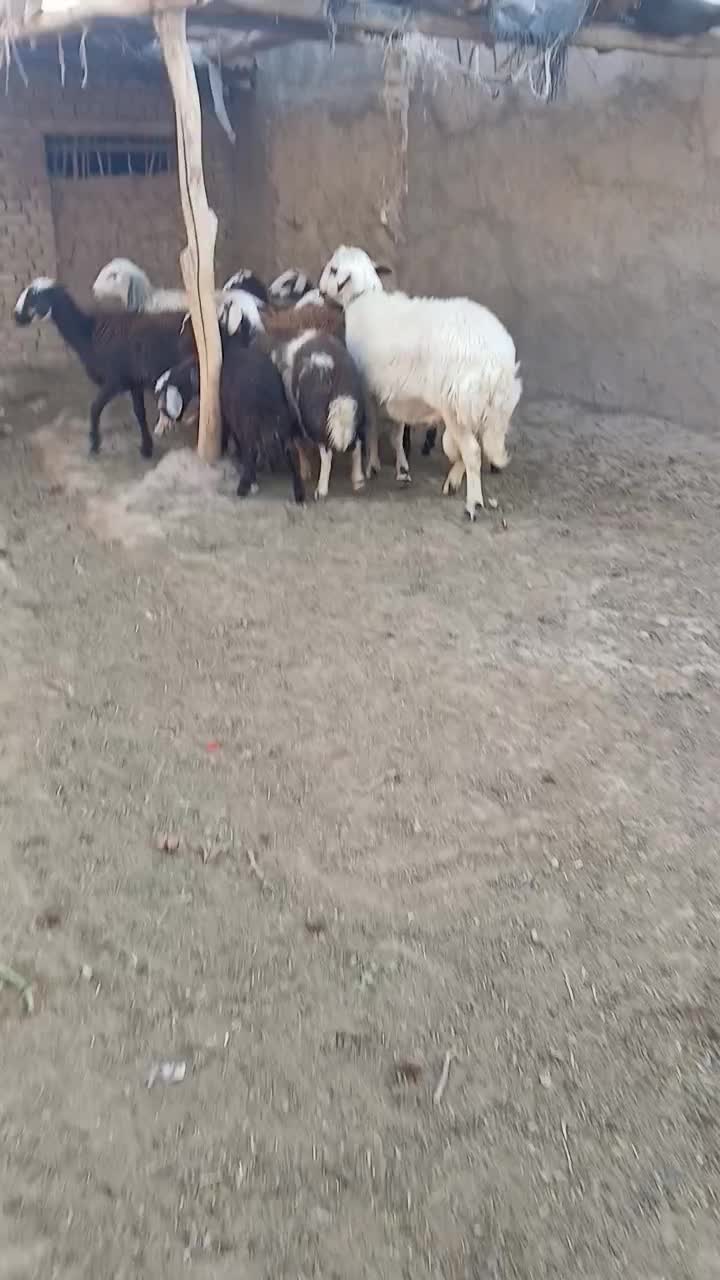 شیشک تازه شده دودندون|حیوانات مزرعه|زاوه, |دیوار