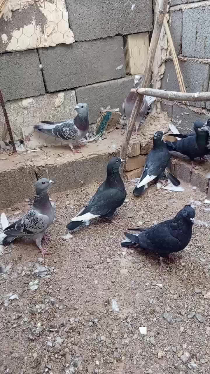 ۹تا کفتر پروندنی|پرنده|بهرمان, |دیوار