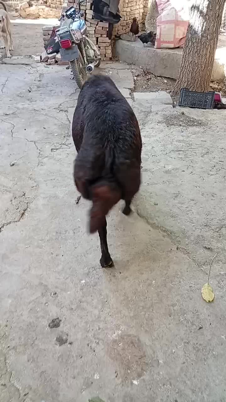 قوچ غزل|حیوانات مزرعه|زند, |دیوار