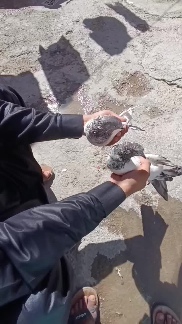 کبوتر نرپاکستانی|پرنده|ایرانشهر, |دیوار