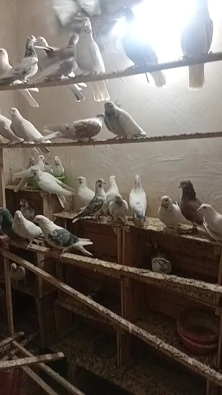 کفتر پرشی|پرنده|ری, شهید بهشتی|دیوار