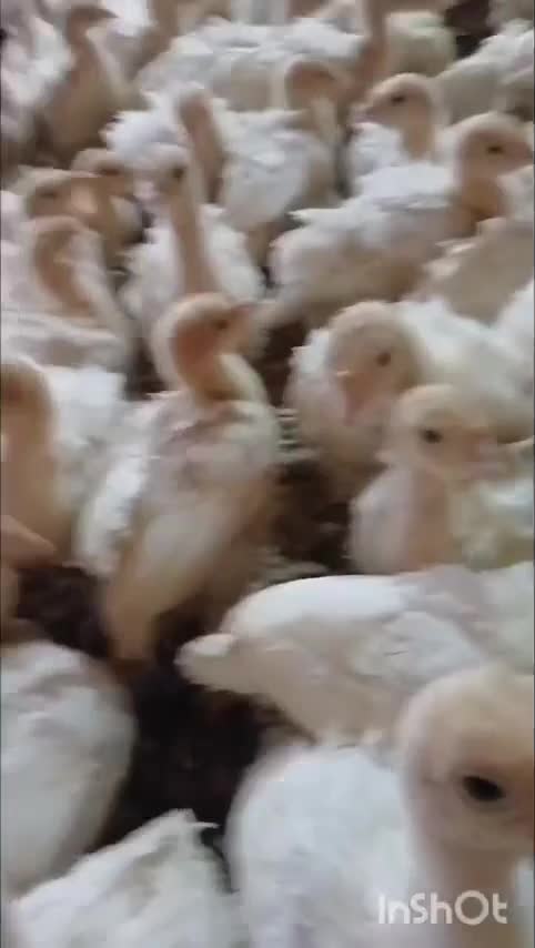 جوجه//ماکیان بوقلمون و تخمگذار و خوراک|حیوانات مزرعه|قم, میرزائیه|دیوار