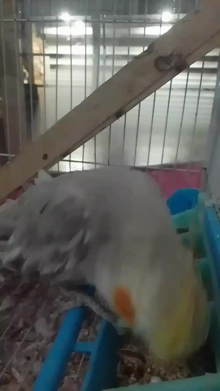 عروس هلندی نر سخنگو|پرنده|اطاقور, |دیوار