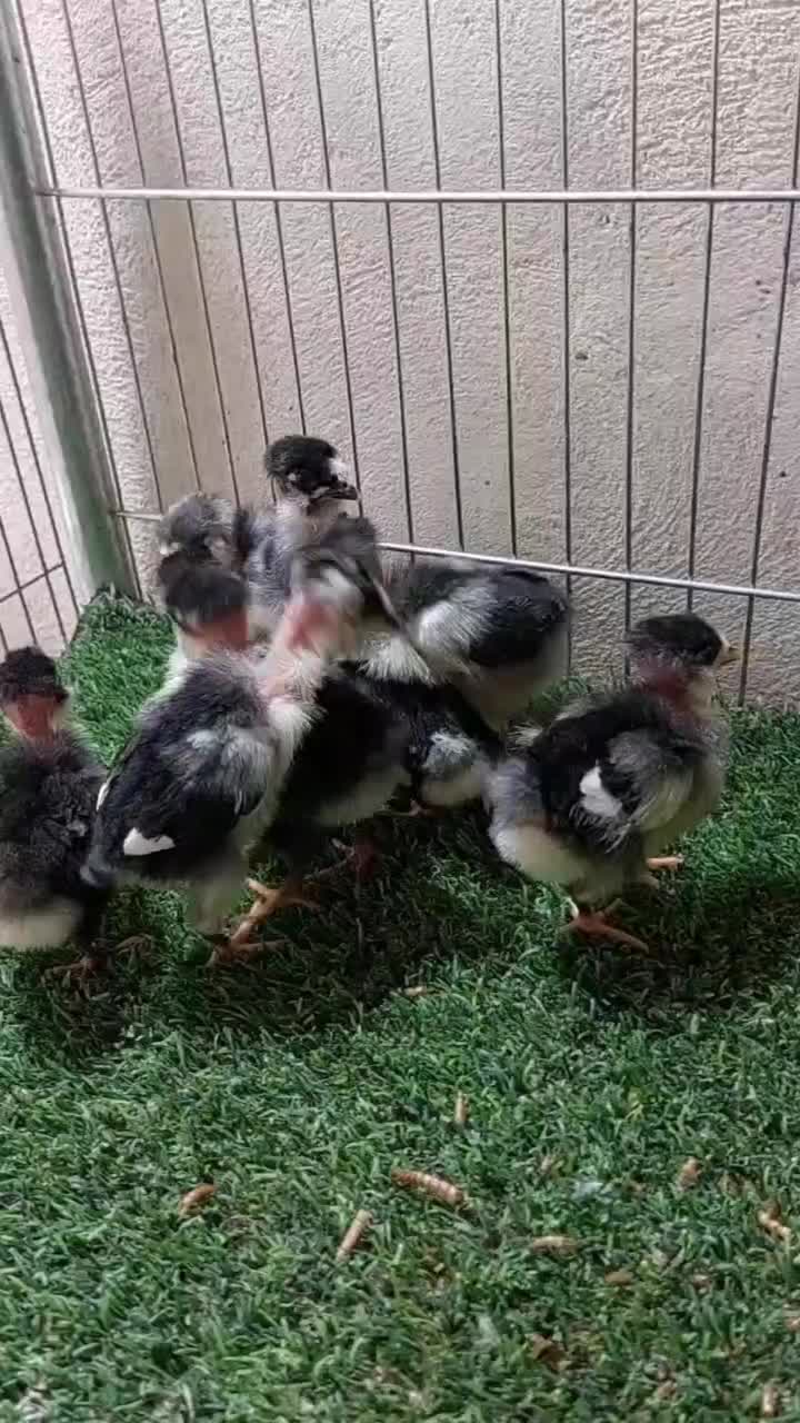 جوجه گلین گردن لخت چهل تاج و ریشو مشکی خال سوزنی|حیوانات مزرعه|خمینی‌شهر, |دیوار