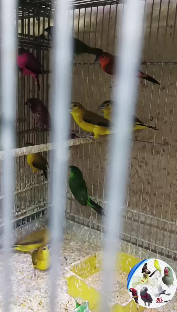 فنچ سهره ریز|پرنده|اصفهان, بوستان آینه خانه|دیوار