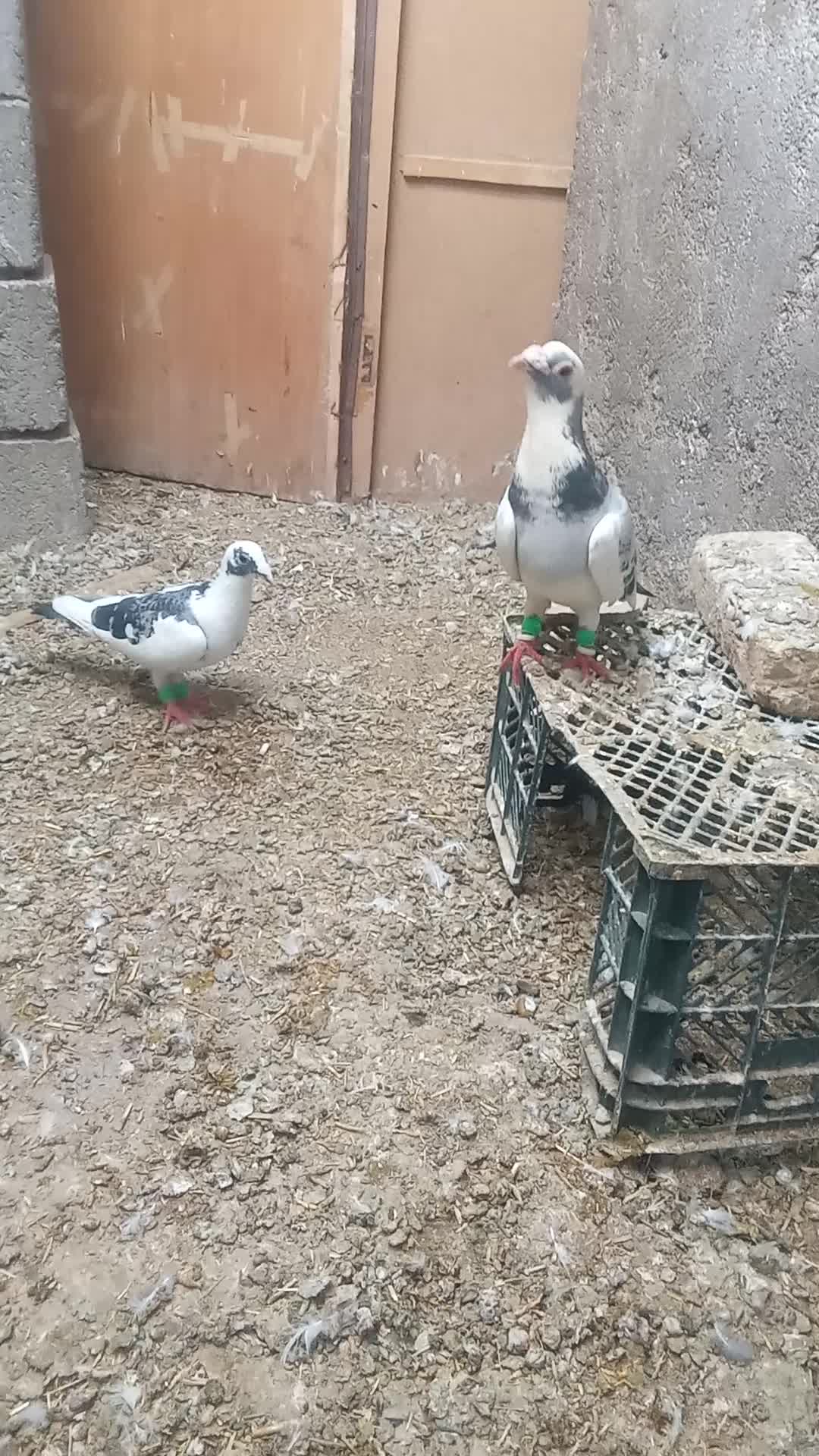 کفتر پلنگ|پرنده|تربتحیدریه, پائین ولایت|دیوار