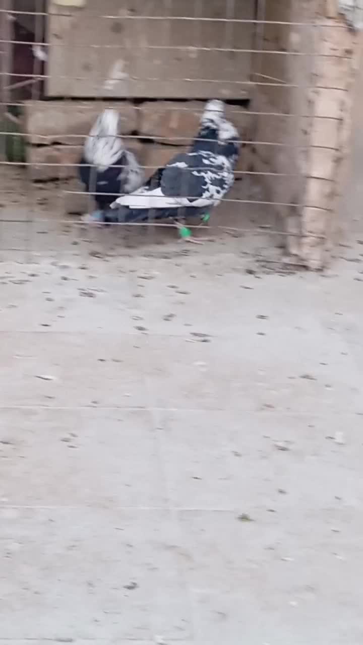 جفت سوسکی سیاه خوشگل وقلدر|پرنده|تربتحیدریه, شهرک ولیعصر|دیوار