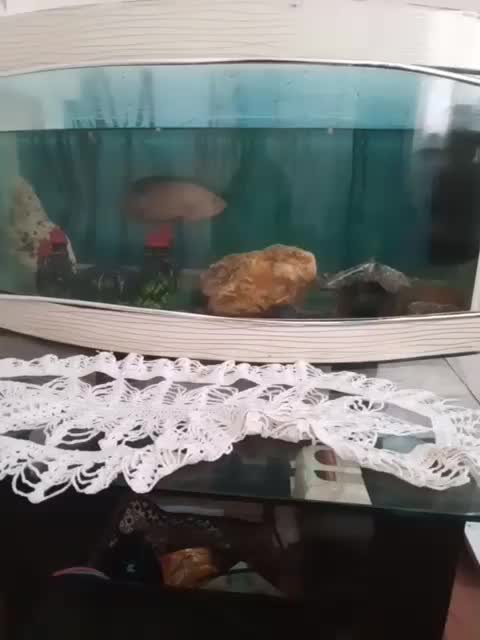 آکواریوم|ماهی|باسمنج, |دیوار