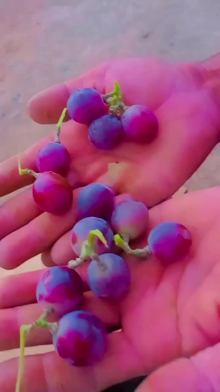 graps|خوردنی و آشامیدنی|بافت, |دیوار