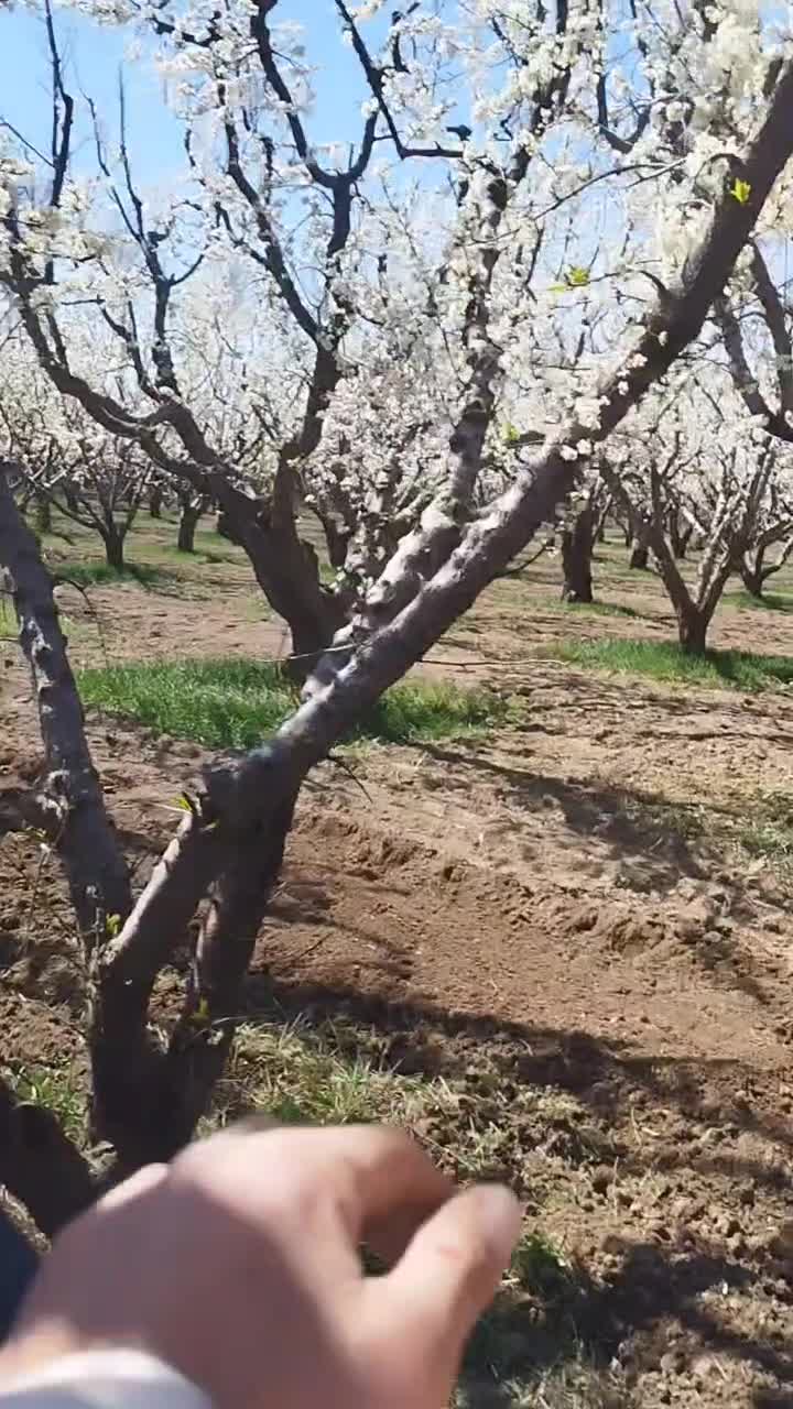 خدمات باغبانی صفر تا صد بادپر|خدمات باغبانی و درختکاری|ماهدشت, |دیوار