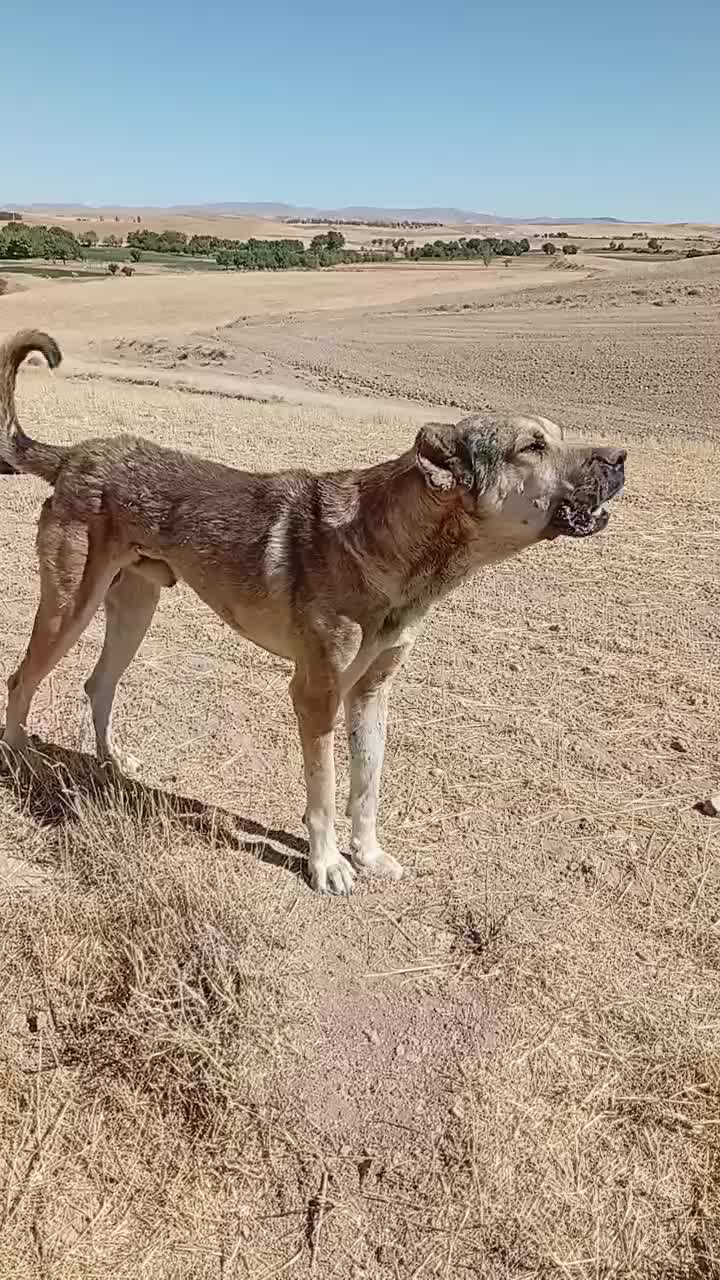 سگ سرابی|سگ|ایجرود, |دیوار