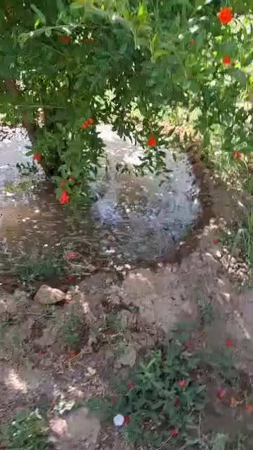 باغ/۲۳۸۰متر/روستای ژان|فروش دفتر صنعتی، کشاورزی، تجاری|دورود, |دیوار