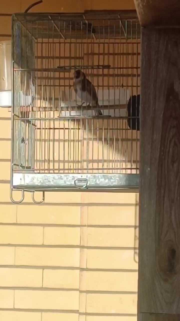 سهره نر آوازخوان، سالم و تازه طلایی|پرنده|تبریز, |دیوار