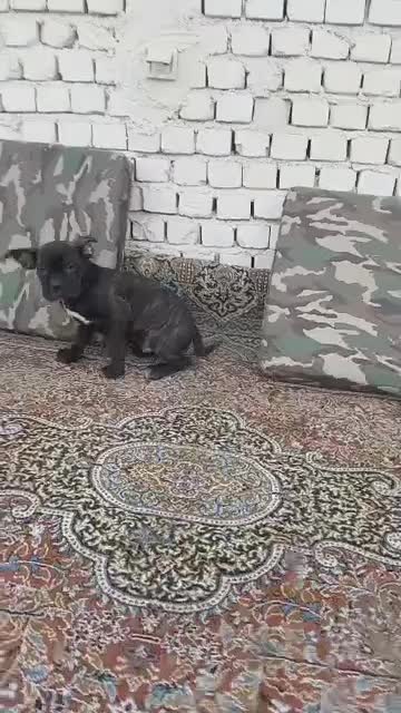 کنکورسو|سگ|اصفهان, کوی شهید کشوری|دیوار