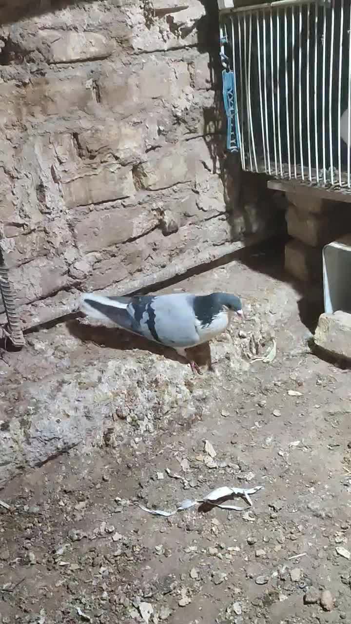 نر بدرنگ دستگردی|پرنده|اصفهان, کشاورزی|دیوار