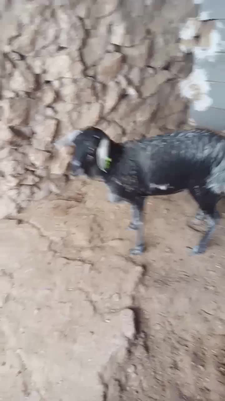 ۳ راس بره برشن درجه یک|حیوانات مزرعه|جناح, |دیوار