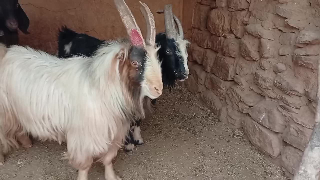 3سابرین|حیوانات مزرعه|اندیمشک, |دیوار