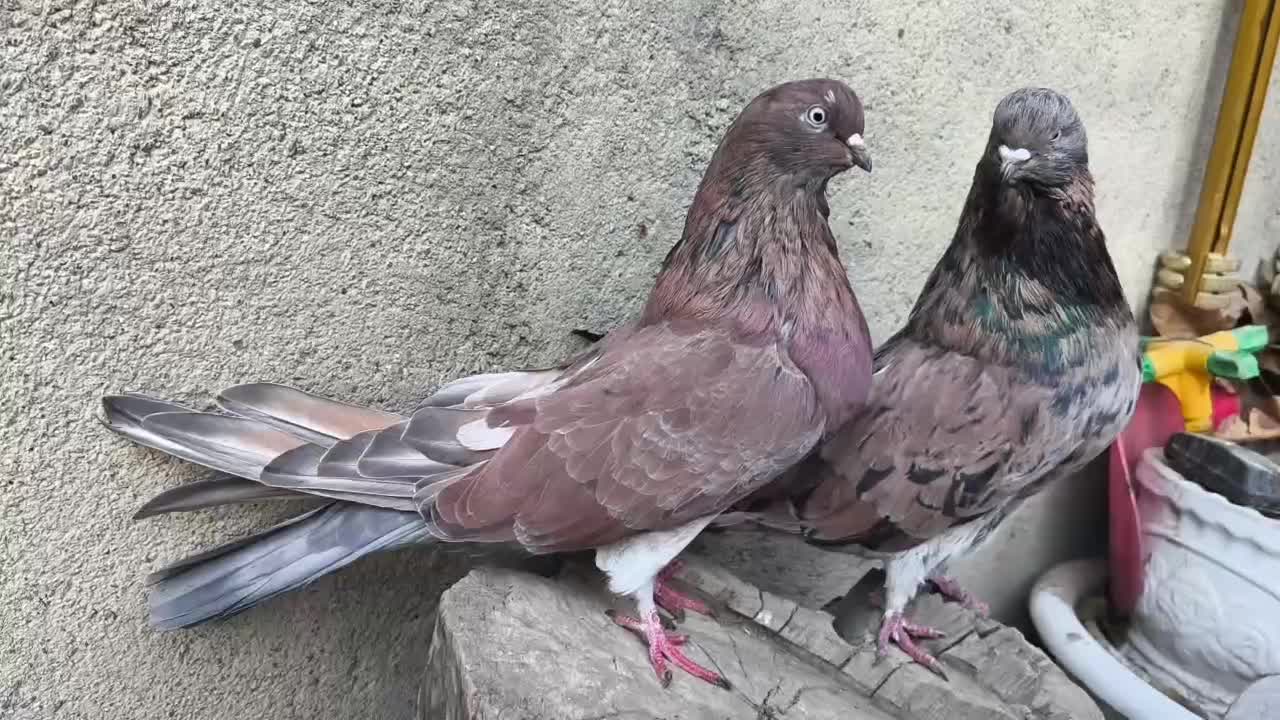 کفتر کله دار و سرور|پرنده|کبودرآهنگ, |دیوار