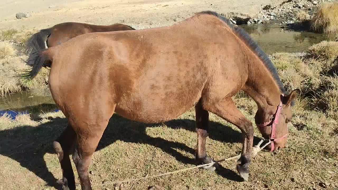 مادیا و کره مادیان فروشی|اسب و تجهیزات اسب‌سواری|مریوان, |دیوار