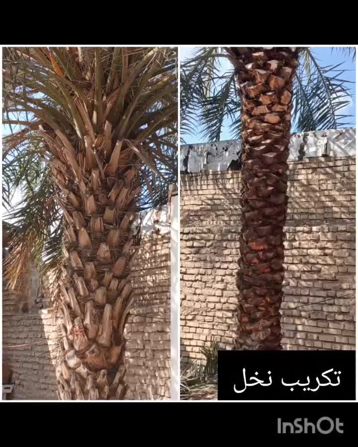 انجام تمام کارهای مربوط به نخل|خدمات باغبانی و درختکاری|اهواز, کوی طلاب|دیوار