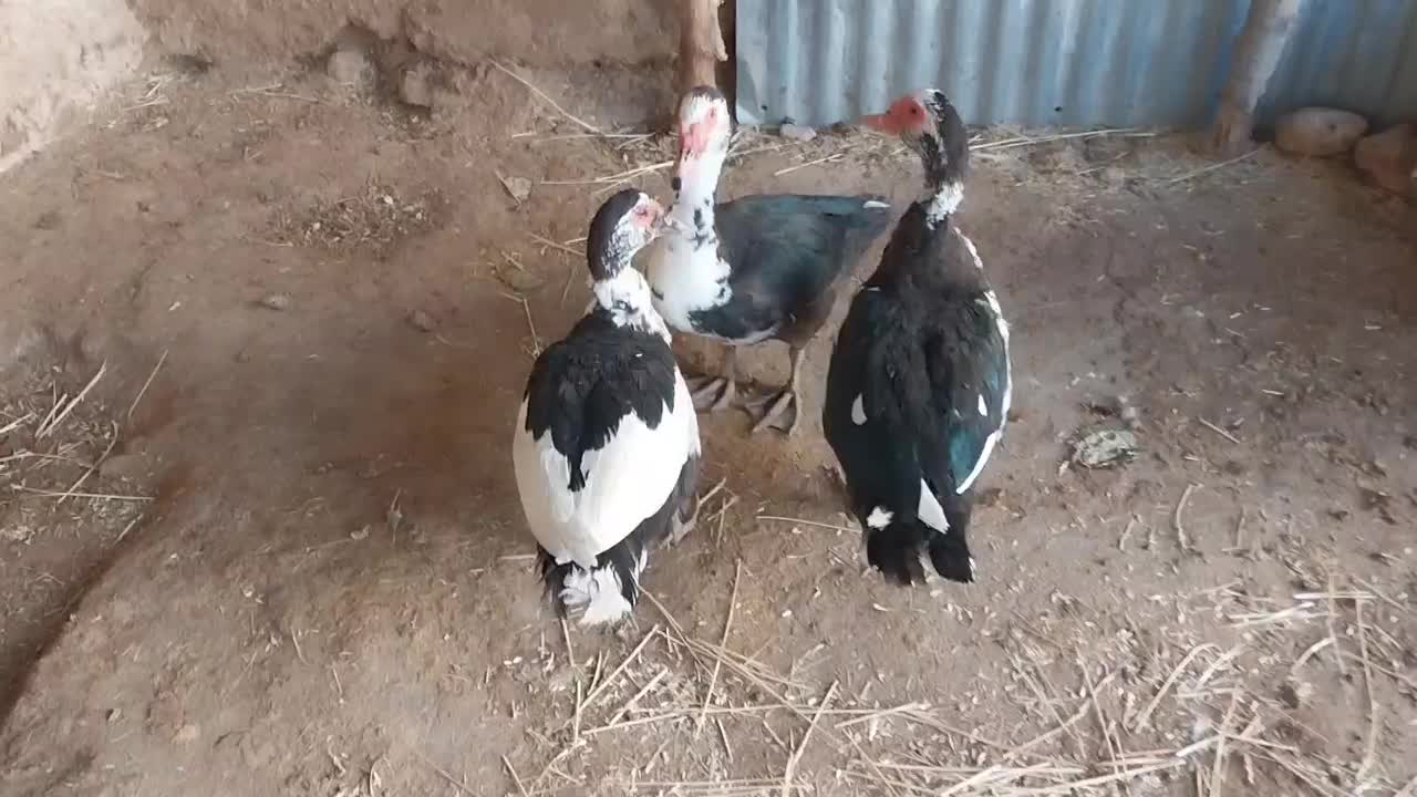 اردک‌نر‌‌وماده‌‌‌محلی‌وروسی‌موجوده|حیوانات مزرعه|گوآور, |دیوار