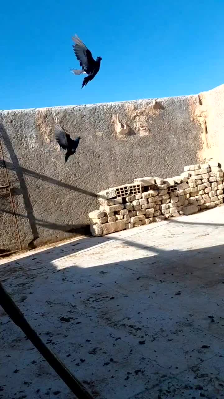 کبوتر|پرنده|زارچ, |دیوار