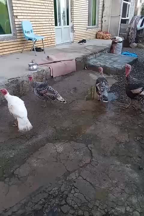 بوقلمون طبیعی دوتا نر دوتا ماده|پرنده|دره رود, |دیوار