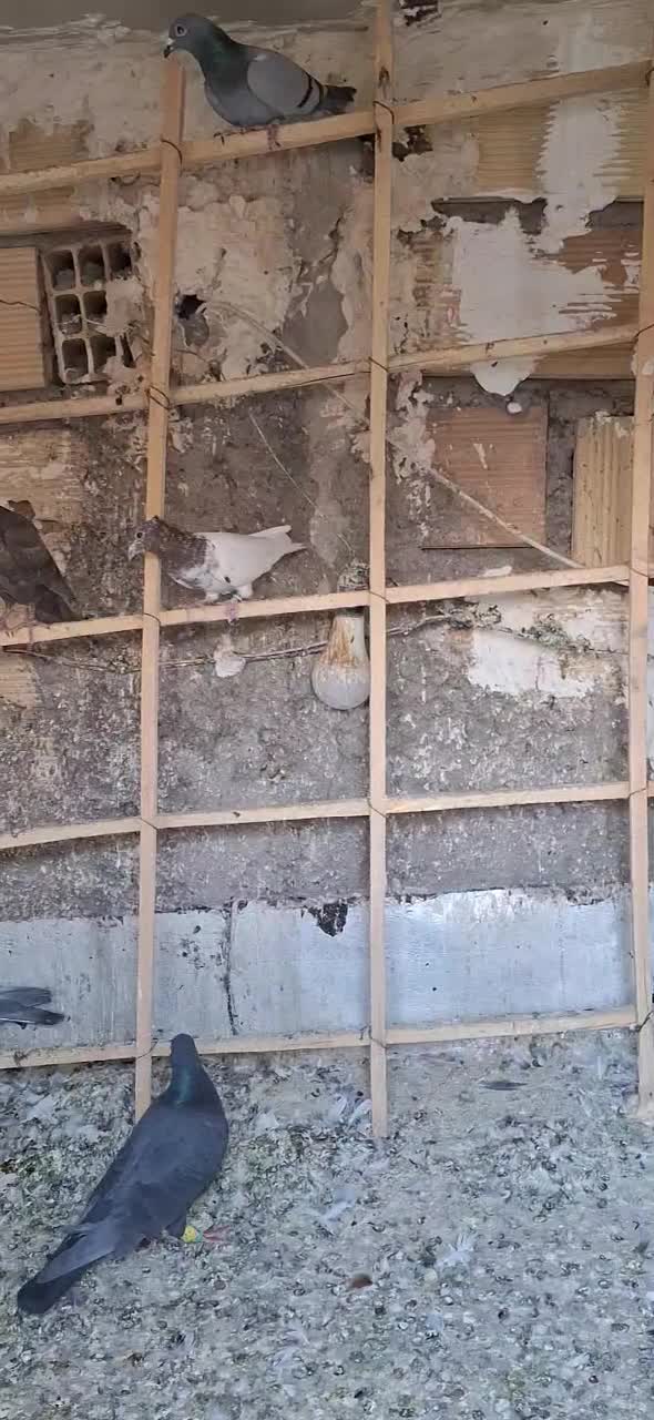 کبوتر|پرنده|دشتابی, |دیوار