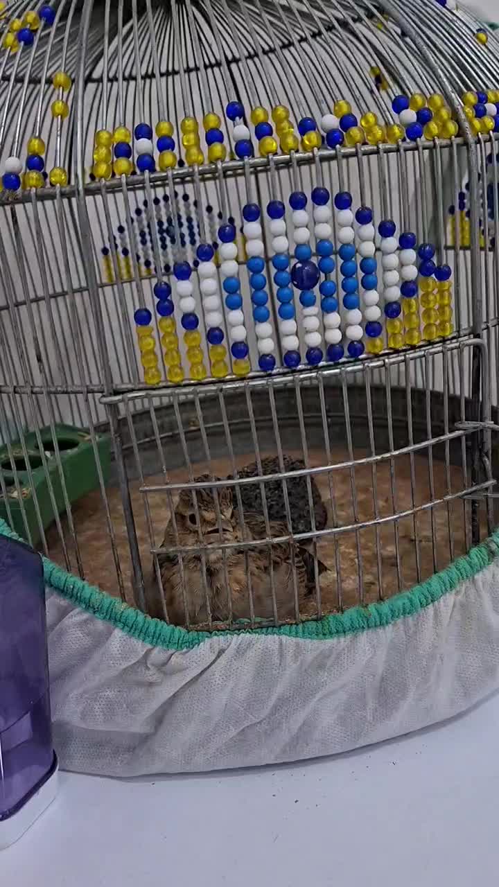 سهره قناری دستی|پرنده|کارون, |دیوار