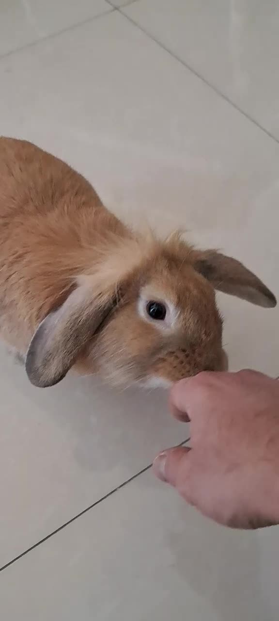 خرگوش لپ نر|موش و خرگوش|ارومیه, |دیوار