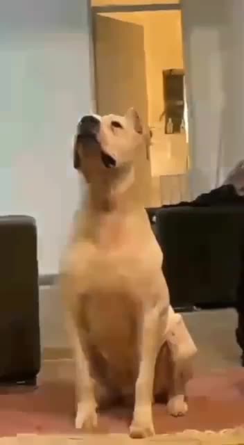 دوگو آرژانتینو|سگ|تهران, فرمانیه|دیوار