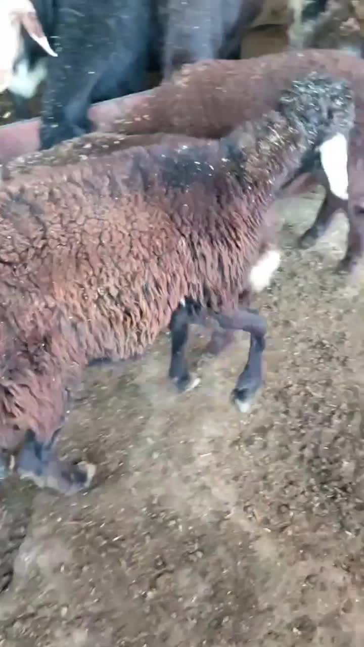 ۳تا نر کیلو نیستن|حیوانات مزرعه|گرگان, |دیوار