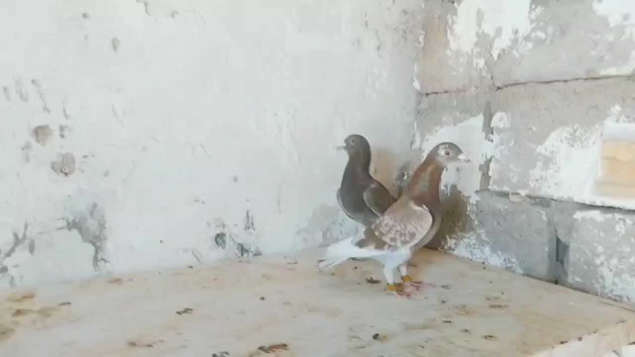 چندین کبوتر به فروش میرسد|پرنده|داراب, |دیوار