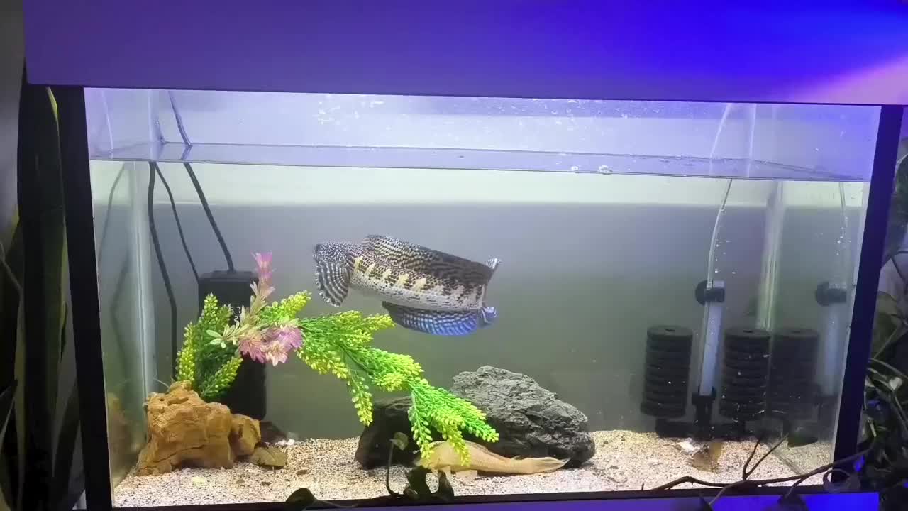 چانا گلدن کبری فین|ماهی|بندر انزلی, کلیور|دیوار