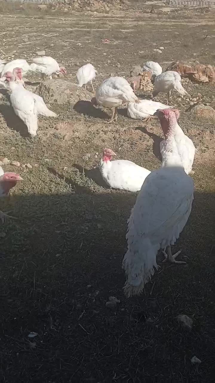 گوش|خوردنی و آشامیدنی|سرعین, |دیوار