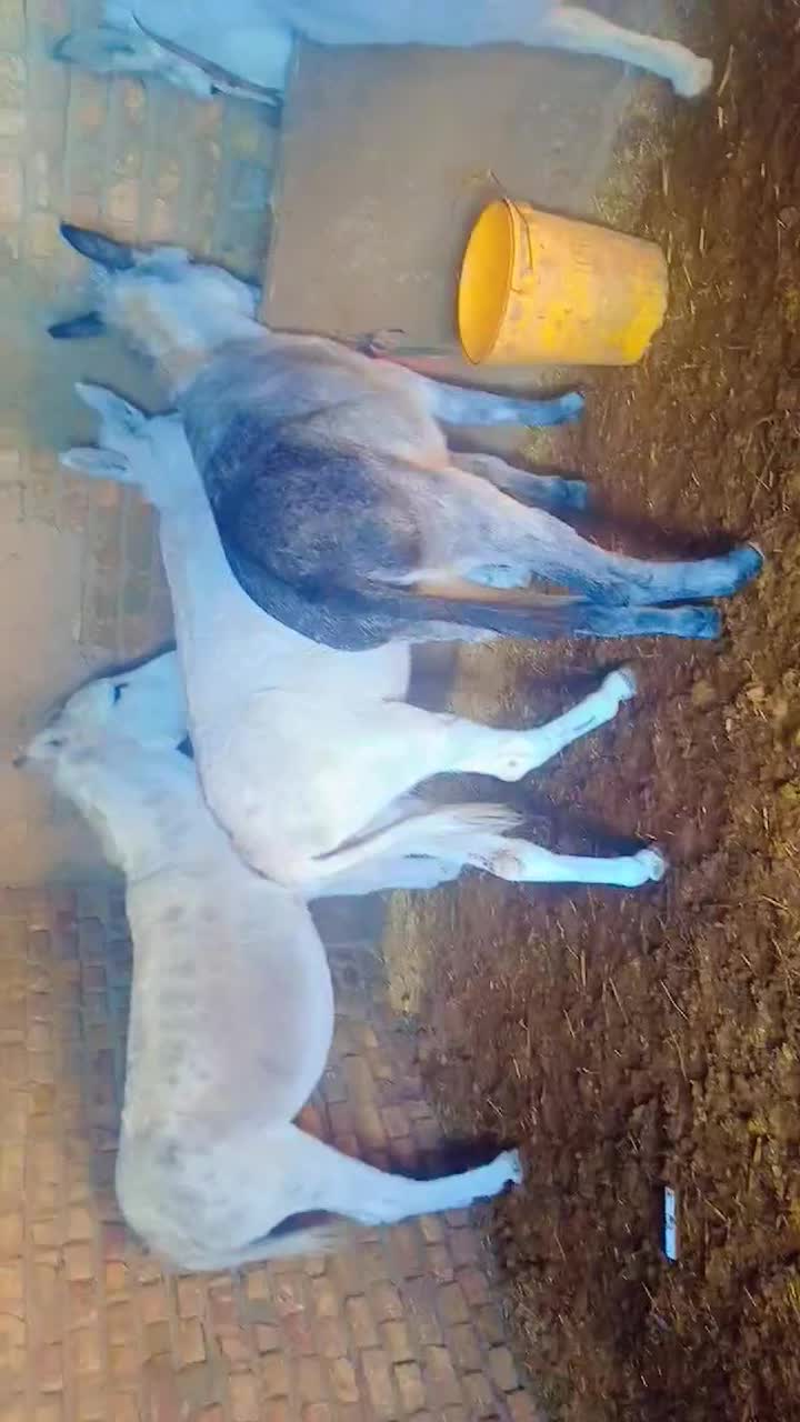 خرفروشی|حیوانات مزرعه|زاوه, |دیوار