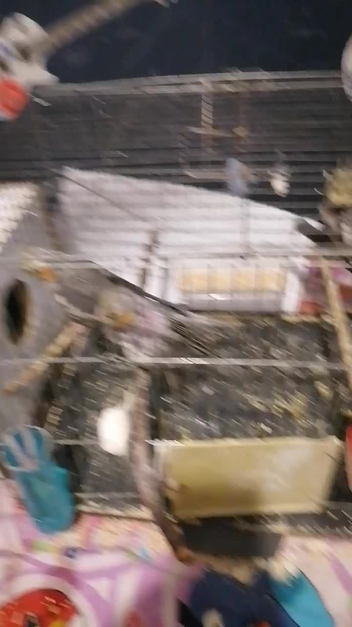 6 عدد عروس هلندی نر و ماده اهلی 4 تا جوجه و تخم ها|پرنده|سهند, |دیوار